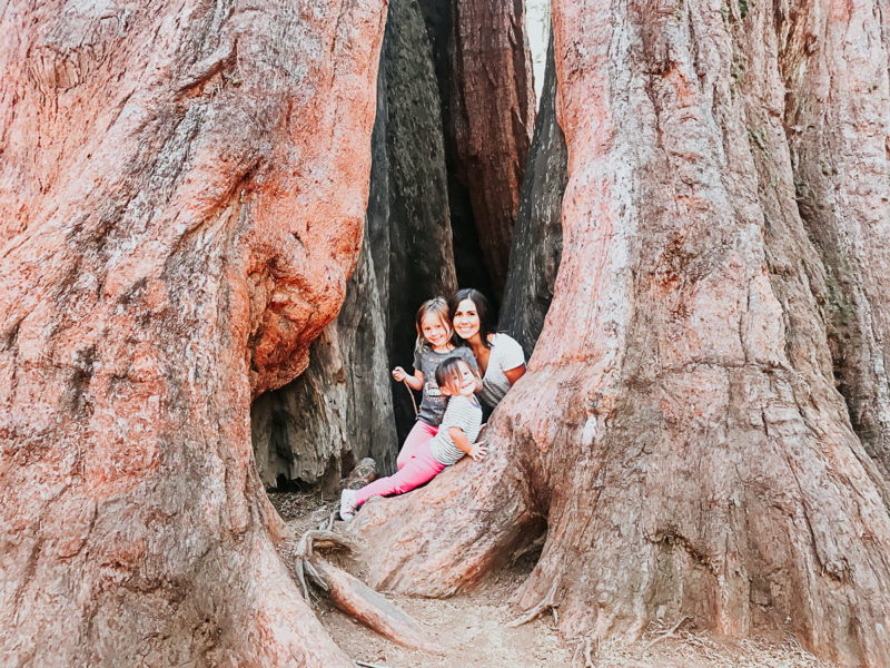 Big Trees State Park Calavaras